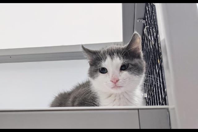 My name at SAFE Haven was Jarvis and I was adopted!