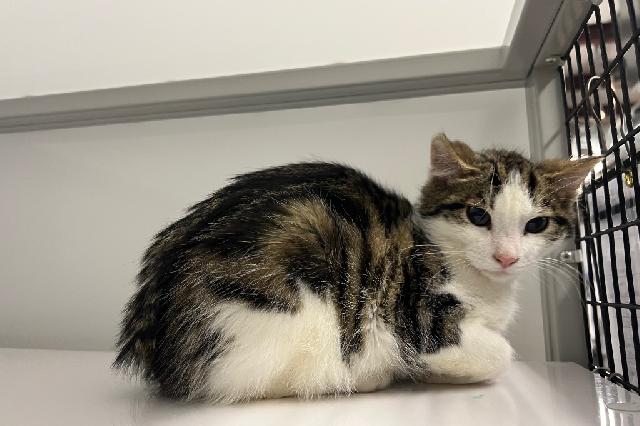 My name at SAFE Haven was Staal and I was adopted!