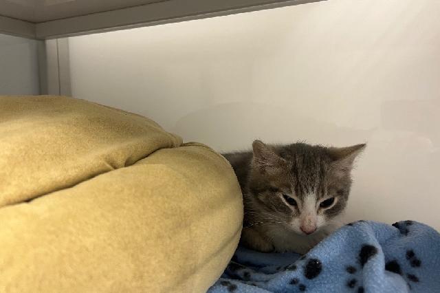 My name at SAFE Haven was Pesce and I was adopted!