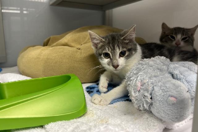 My name at SAFE Haven was Tatomir and I was adopted!