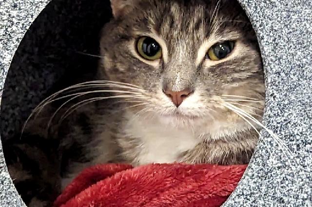 My name is Martinook and I am ready for adoption. Learn more about me!