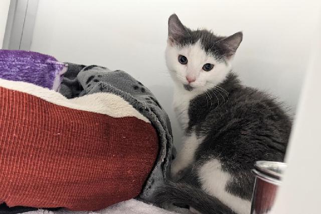 My name at SAFE Haven was Burns and I was adopted!