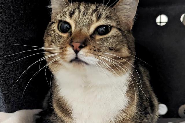 My name is Aho and I am ready for adoption. Learn more about me!