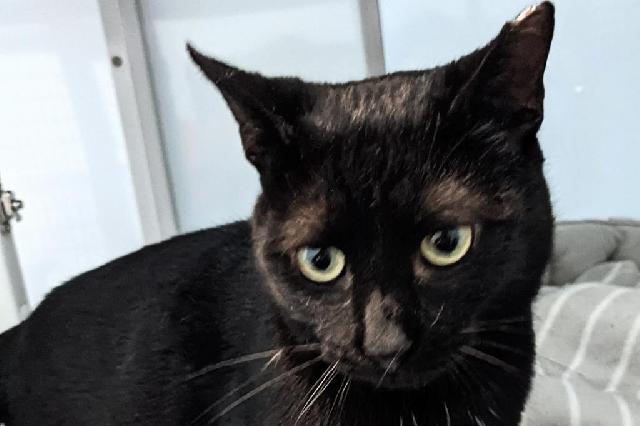My name at SAFE Haven was Excelsior and I was adopted!