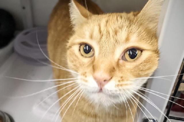My name at SAFE Haven was Envoy and I was adopted!
