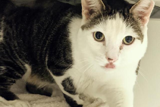 My name at SAFE Haven was Zephir and I was adopted!