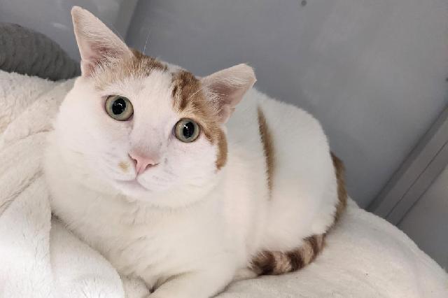 My name at SAFE Haven was Chill Pill and I was adopted!