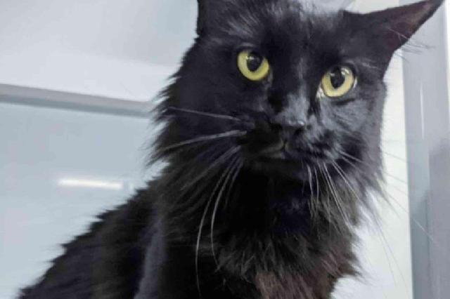My name at SAFE Haven was Zanella and I was adopted!
