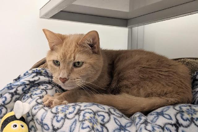 My name at SAFE Haven was Steve and I was adopted!