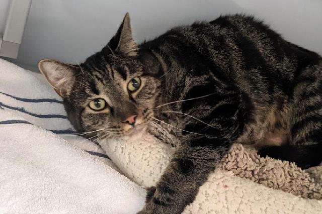 My name at SAFE Haven was Fonzie and I was adopted!