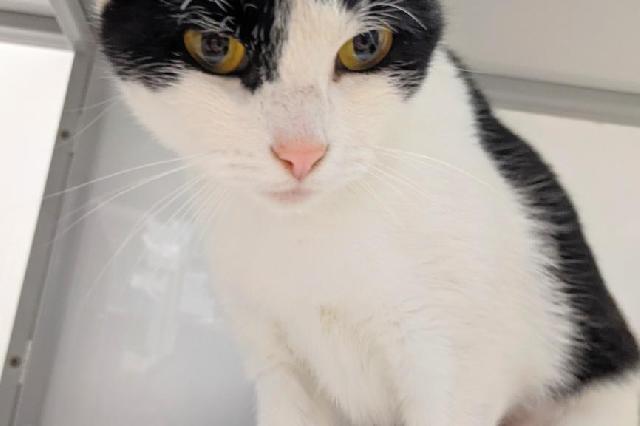 My name at SAFE Haven was Ceva and I was adopted!
