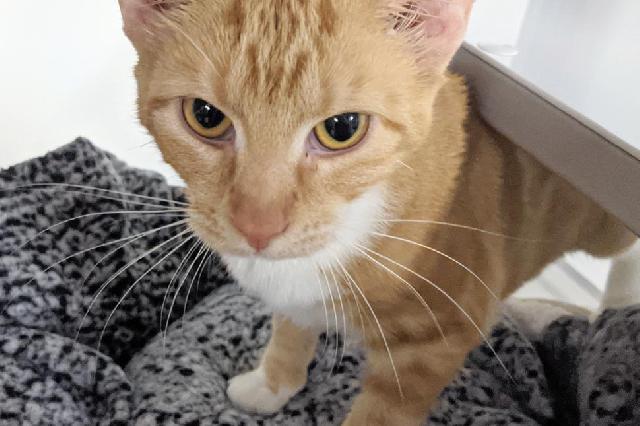My name at SAFE Haven was Symmetry and I was adopted!