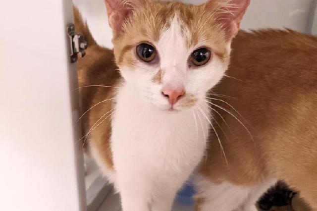 My name at SAFE Haven was Cavalieri and I was adopted!