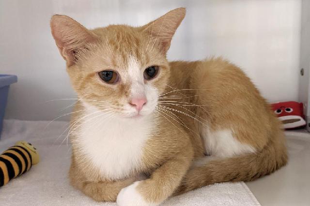 My name at SAFE Haven was Babbage and I was adopted!