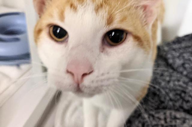 My name at SAFE Haven was Trapezoid and I was adopted!