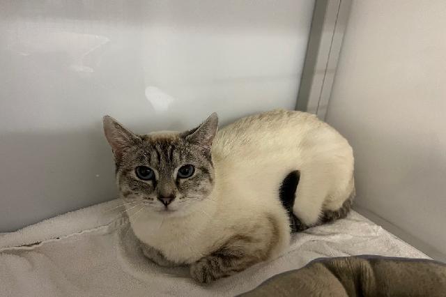 My name is Snowdrop and I am ready for adoption. Learn more about me!