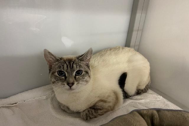 My name at SAFE Haven was Snowdrop and I was adopted!