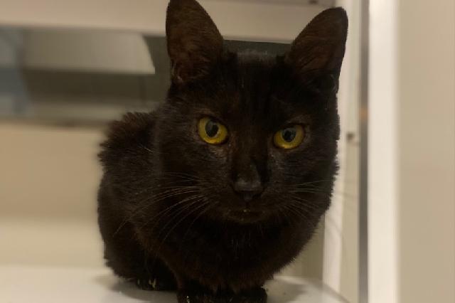 My name at SAFE Haven was Anusha and I was adopted!