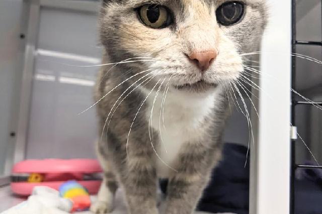 My name at SAFE Haven was Radish and I was adopted!