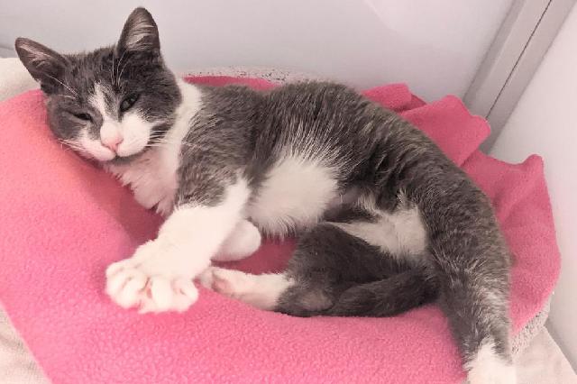 My name at SAFE Haven was Cribbage and I was adopted!