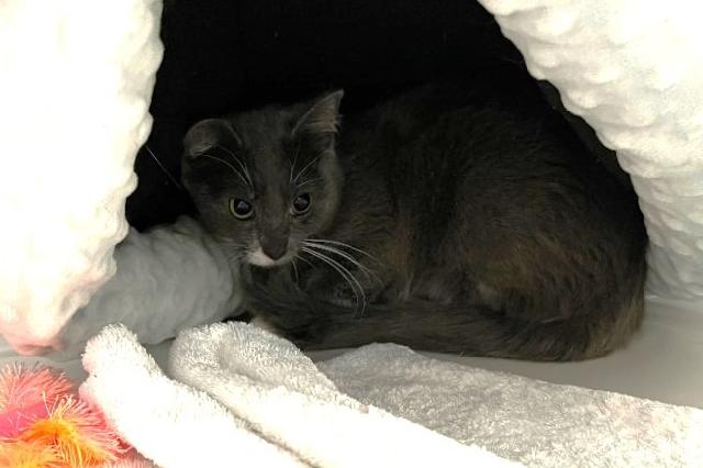 My name at SAFE Haven was Heloise and I was adopted!