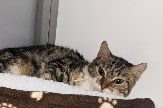 My name is Aurore and I am ready for adoption. Learn more about me!