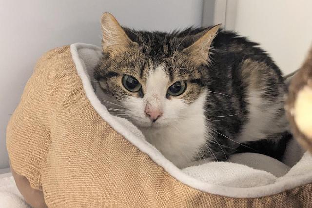 My name at SAFE Haven was Josette and I was adopted!