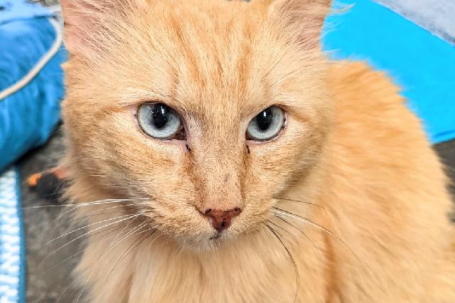 My name at SAFE Haven was Jamie Fraser and I was adopted!