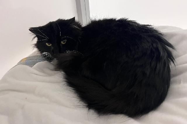 My name at SAFE Haven was Kahvi and I was adopted!