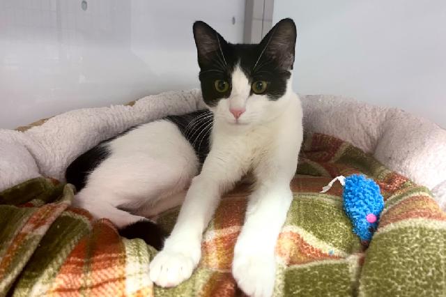 My name at SAFE Haven was Berrybuzz and I was adopted!
