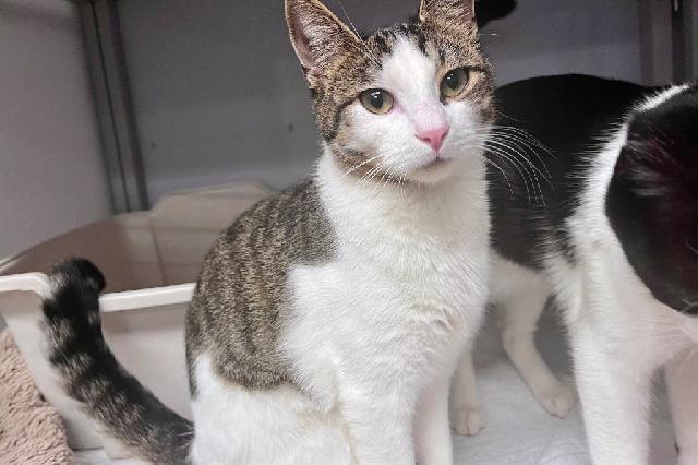 My name at SAFE Haven was Willowsnap and I was adopted!