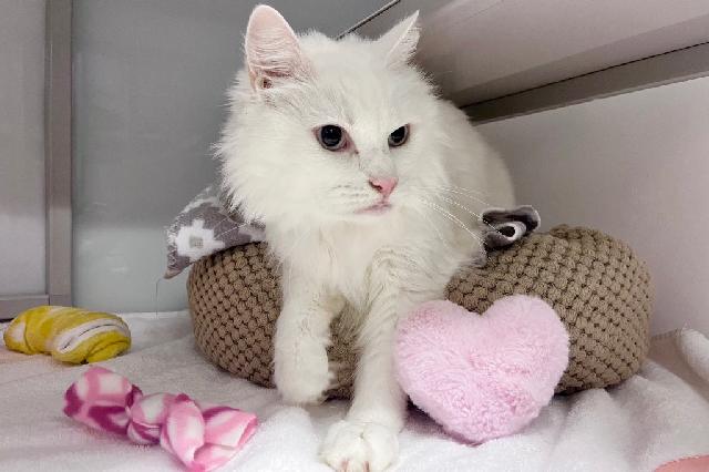 My name at SAFE Haven was Yeti and I was adopted!