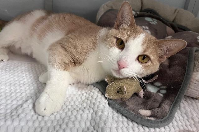 My name at SAFE Haven was Carmen and I was adopted!