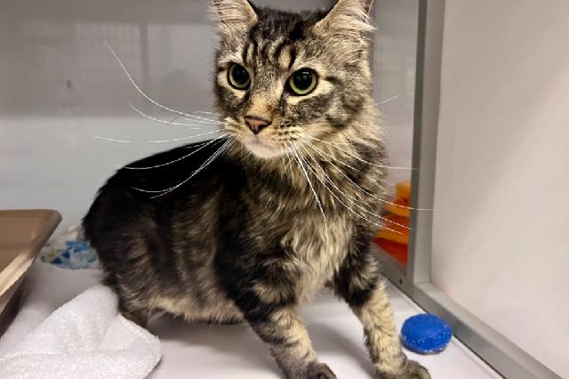 My name at SAFE Haven was Savah and I was adopted!