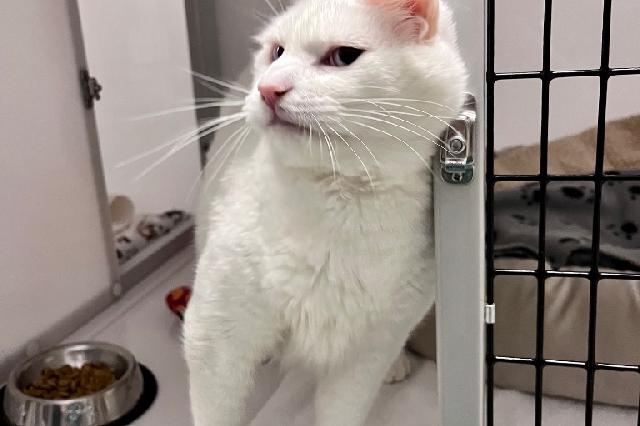 My name at SAFE Haven was Lotus and I was adopted!