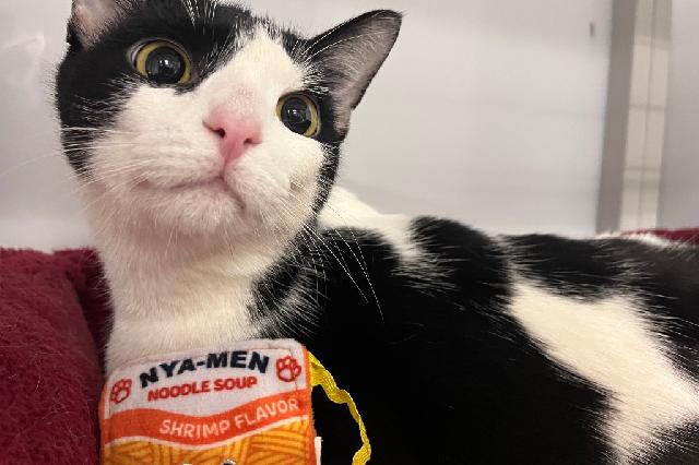 My name at SAFE Haven was Pierogi and I was adopted!