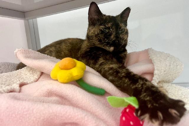 My name at SAFE Haven was Freesia and I was adopted!