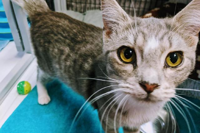 My name at SAFE Haven was Mater and I was adopted!