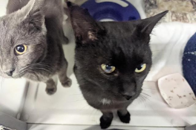 My name at SAFE Haven was Narwhal and I was adopted!