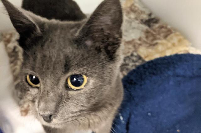 My name at SAFE Haven was Mackerel and I was adopted!