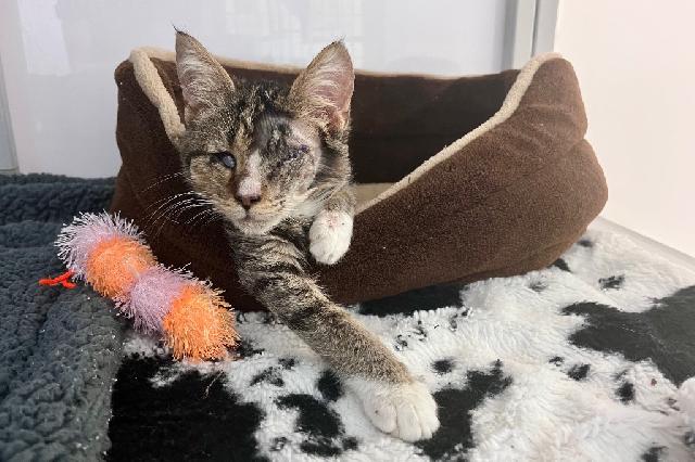 My name at SAFE Haven was Teegan and I was adopted!