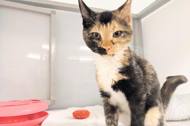 My name at SAFE Haven was Beebalm and I was adopted!