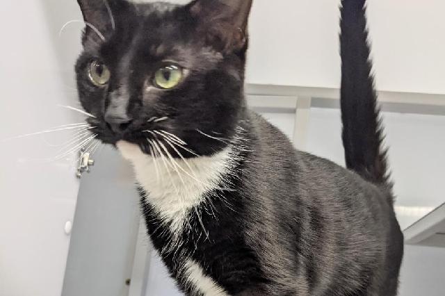 My name at SAFE Haven was Oswilla and I was adopted!