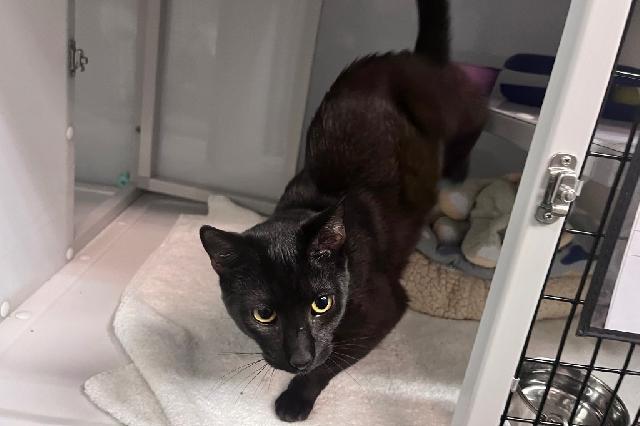 My name at SAFE Haven was Jovian and I was adopted!