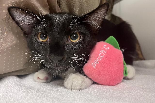 My name at SAFE Haven was Lapin and I was adopted!