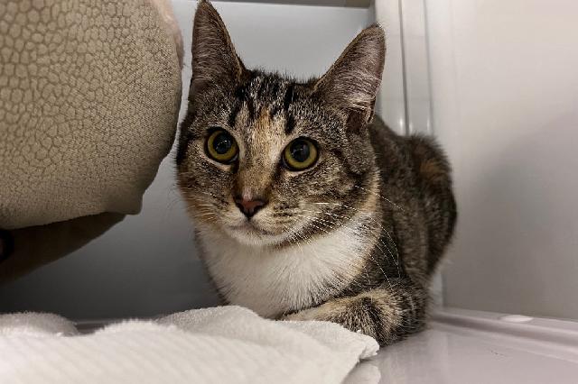 My name at SAFE Haven was Vervain and I was adopted!