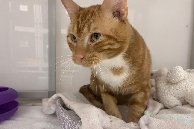 My name at SAFE Haven was Culver and I was adopted!