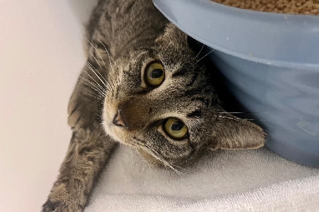 My name at SAFE Haven was Qtip and I was adopted!
