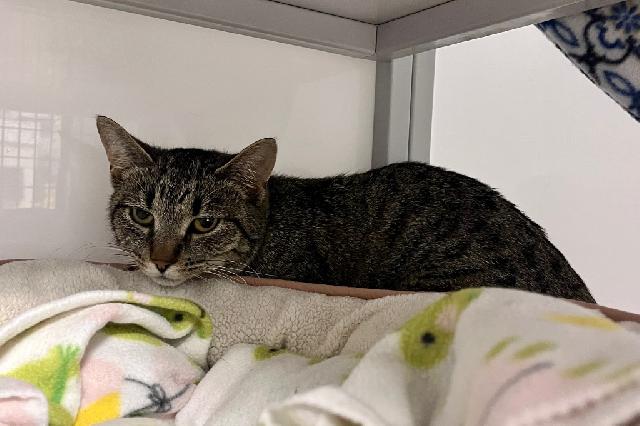 My name is Gemstone and I am ready for adoption. Learn more about me!