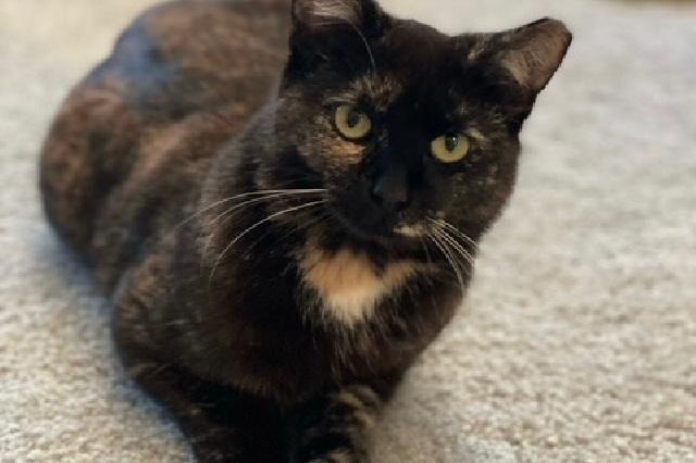 My name is Challis and I am ready for adoption. Learn more about me!